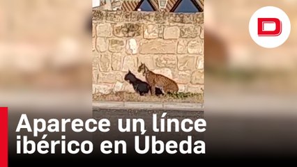 Aparece un lince ibérico en las calles de Úbeda