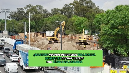 ¿Ecocidio? Vecinos denuncian tala masiva de árboles de Chapultepec por Línea 3 del Cablebús
