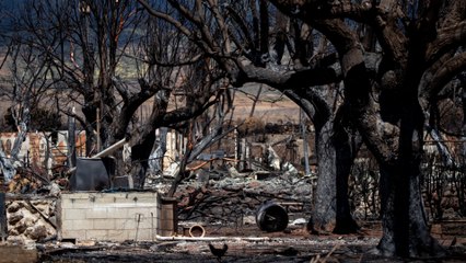Renunció el jefe de manejo de emergencias de Maui entre críticas por su reacción al incendio