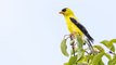 How to Attract Goldfinches for Backyard Birdwatching