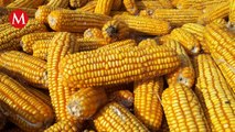 Por prohibiciones de México a maíz transgénico EU establece panel de disputas del T-MEC