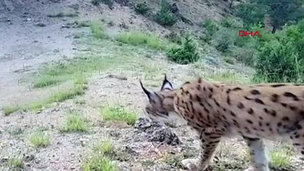 Lynx en voie de disparition pris dans un piège photographique