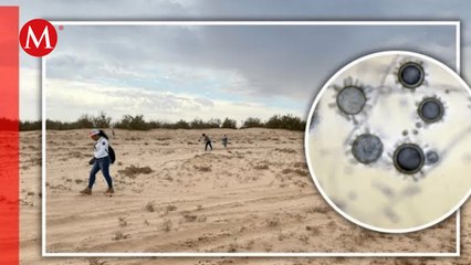 Hongos infectan grupo Corazones Unidos en Busca de Nuestros Tesoros  en búsqueda en Puerto Vallarta