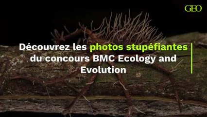 Découvrez les photos stupéfiantes du concours BMC Ecology and Evolution