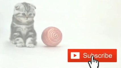 BeeLo Loco - Walking Home (Official Music Video)