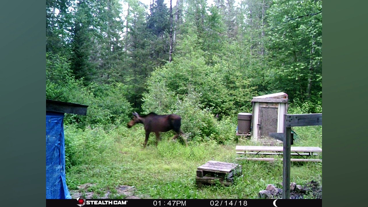Best of Trail Camera Photos - July 2 - August 18, 2023