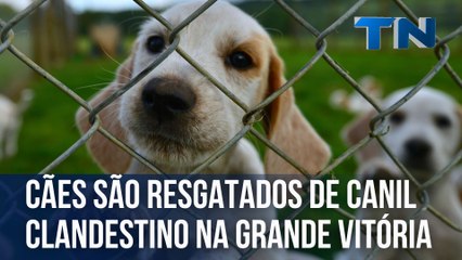 Cães são resgatados de canil clandestino na Grande Vitória