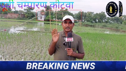 Purbi Champaran Kotwa: में बांस का खंभा लगाकर दौड़ाई जा रही है, 11केवीए बिजली