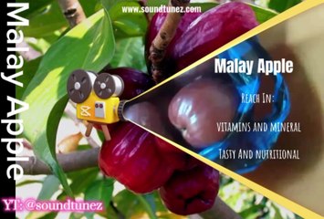 Malay Apple  Planting And Harvesting And Health Benefits