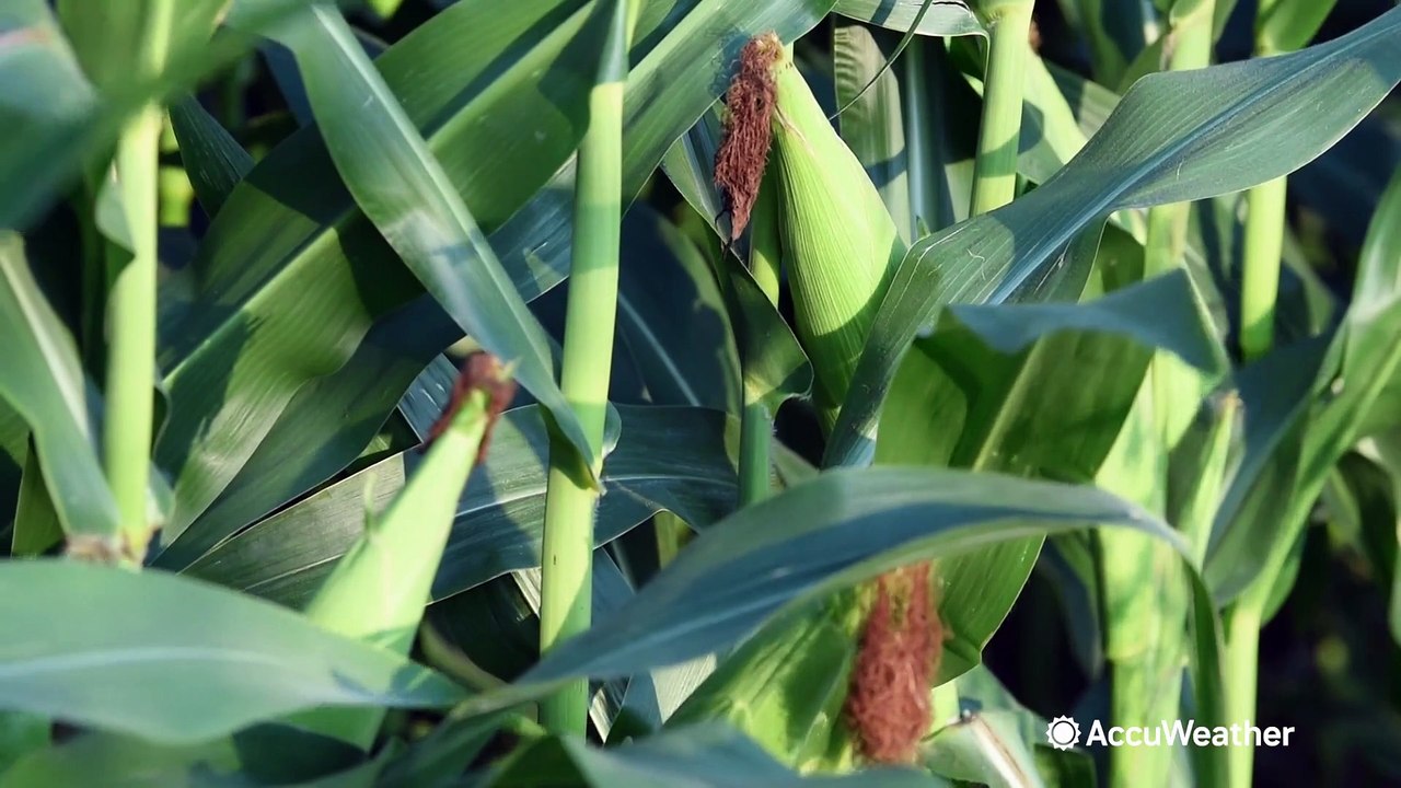 What is corn sweat?