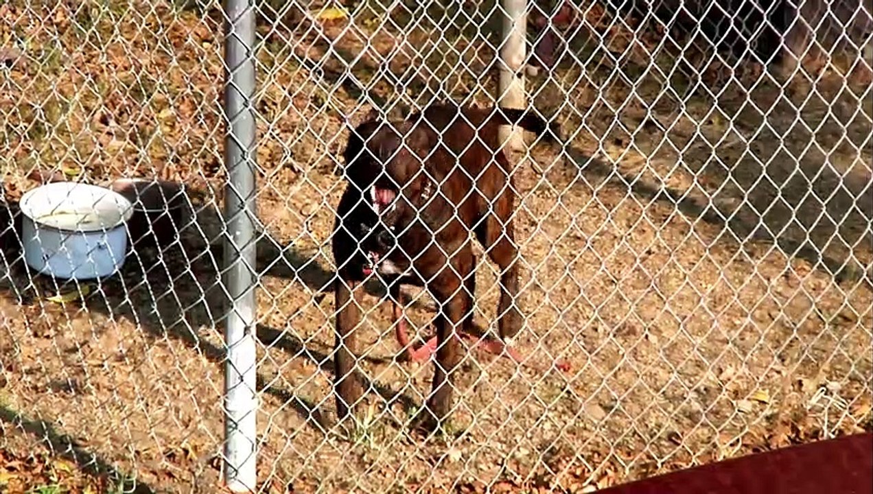 DOGS BARKING!! Angry Dogs - Real Guard Dogs - Defending You! Free Download MP3