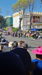 Golden Retriever Gets Big Applause in Parade