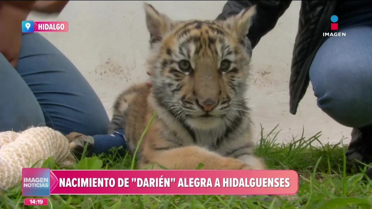 Nacimiento del tigre “Darién” alegra a hidalguenses