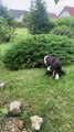 Bush contient de nombreux chiots Border Collie