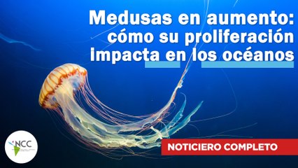 Medusas en aumento: cómo su proliferación impacta en los océanos | 578 | 21 al 27 de agosto de 2023