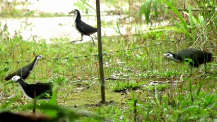 Mikat Ruak -Ruak pakai racik gantung super mantap langsung Poin