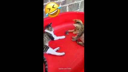 Pet-sonalities: Meet the Quirkiest Pets