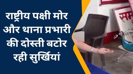 फ़तेहपुर: राष्ट्रीय पक्षी मोर और थाना प्रभारी की दोस्ती बनी चर्चा का विषय