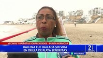 Punta Hermosa: toman muestras de cadáver de ballena en playa Señoritas