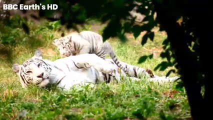 The animal in the wildlife amazon / 4k UHD / animal of africa jangle / Baby animal / animal planet / natore-drone / BBC earth