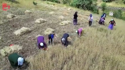 Bayburt'ta kadınlar komşularının buğdayını imece usulü biçti