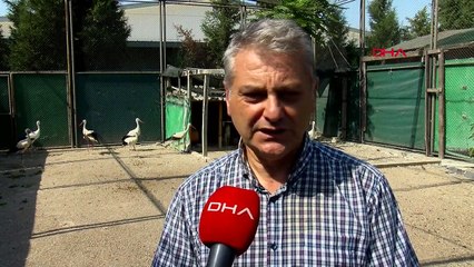 LEYLEKLERİN GÖÇ YOLCULUĞU YARIM KALIYOR