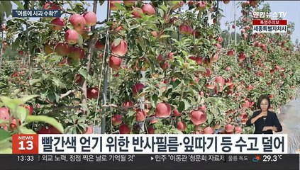 여름 사과 '써머킹·골든볼'…고온에도 '쑥쑥'