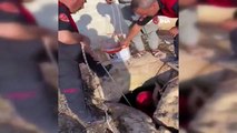 Şanlıurfa'da Kuyuya Düşen Yavru Kedi İtfaiye Tarafından Kurtarıldı