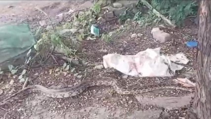 కరీంనగర్: జనావాసాల్లోకి భారీ కొండ చిలువ.. వణికిన స్థానికులు