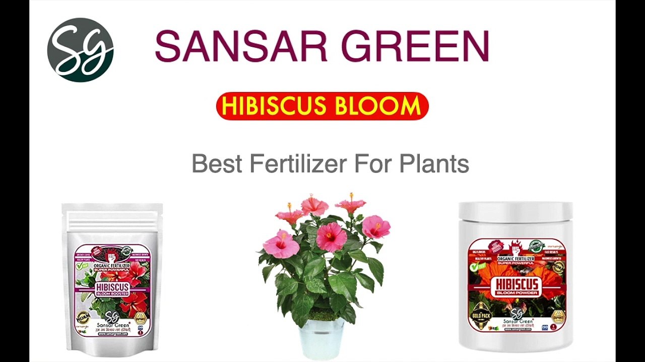 HIBISCUS BLOOM POWDER