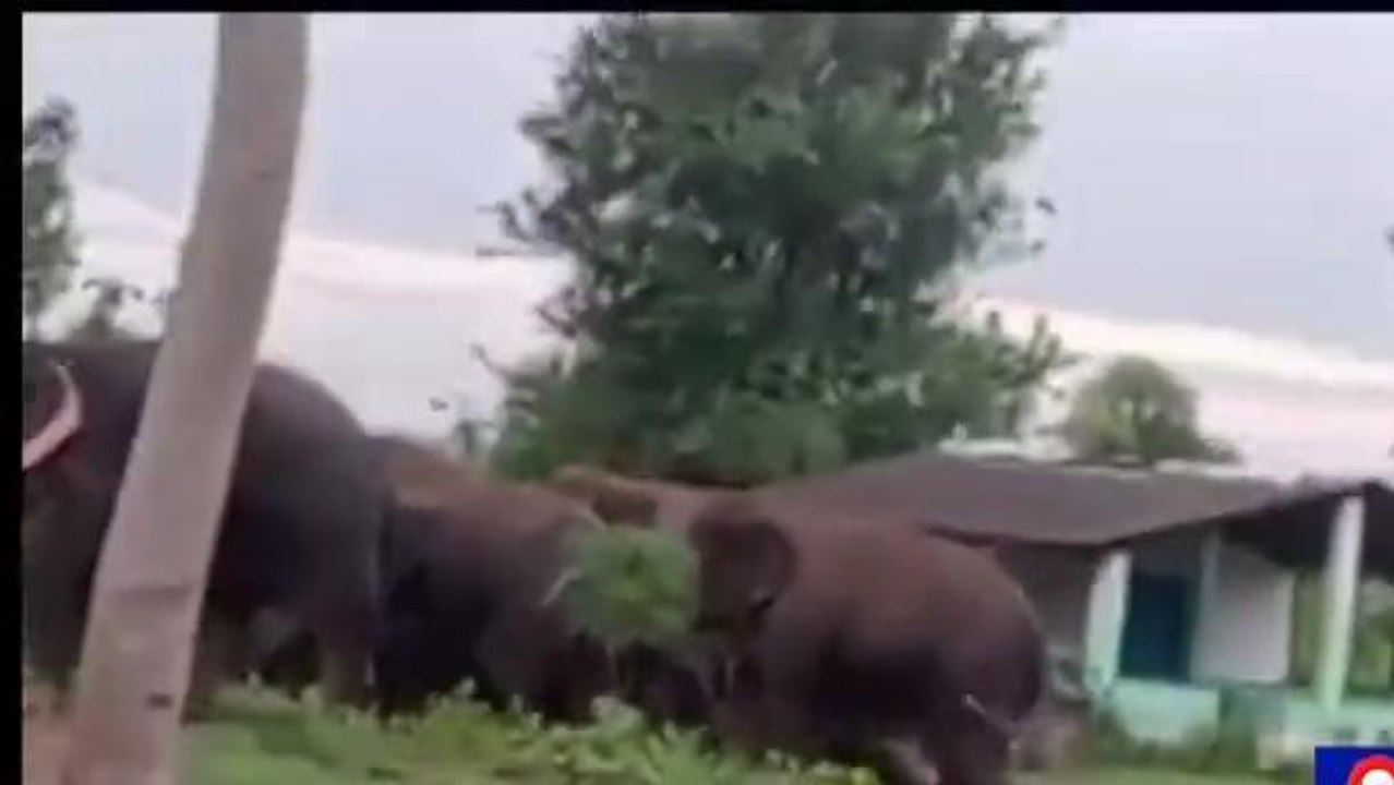 పార్వతీపురం జిల్లా: మన్యం ప్రజలను భయపెడుతున్న వన్యప్రాణులు