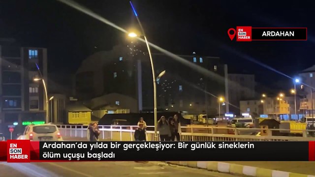 Ardahan'da yılda bir gerçekleşiyor! 'Bir günlük' sineklerin ölüm uçuşu başladı