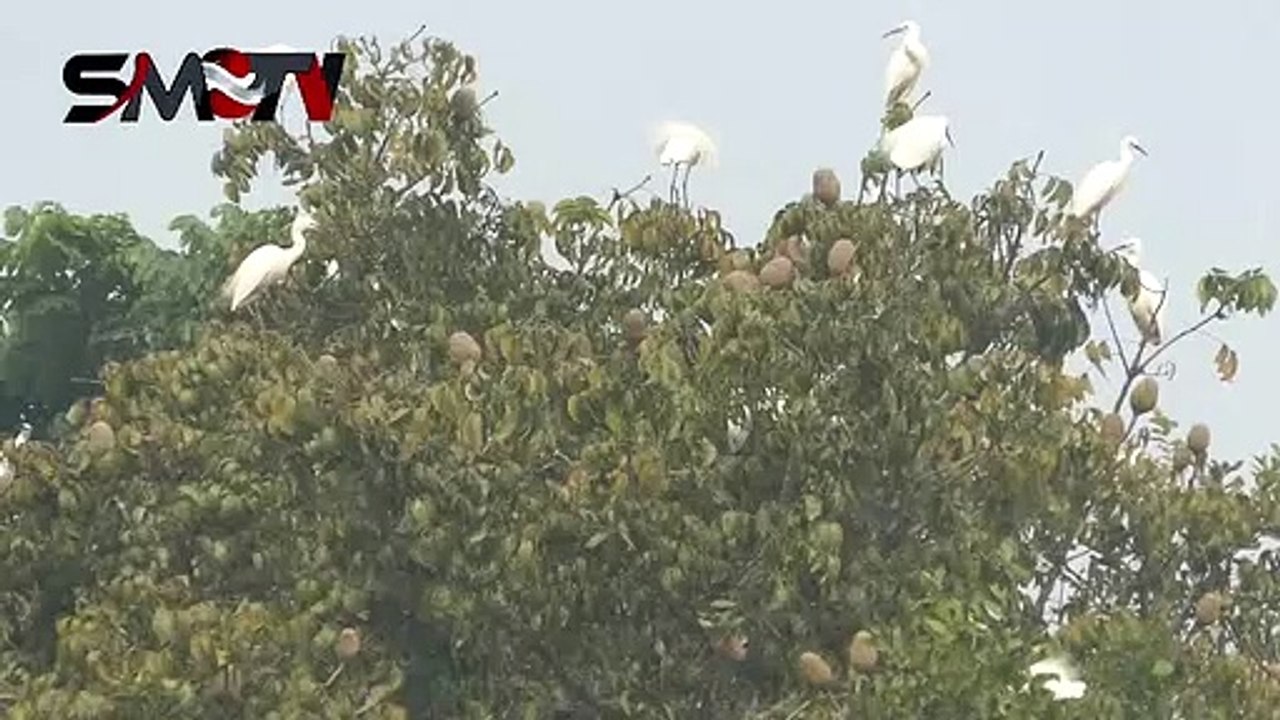 সাদা বক গাছের ডালে