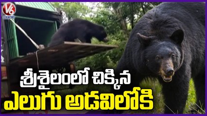 Forest Officials Release Trapped Bear In Velugodu Forest Area _ V6 News