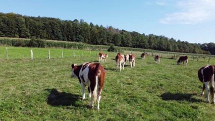 Dji Mini 2 . Ho .....la Vache.