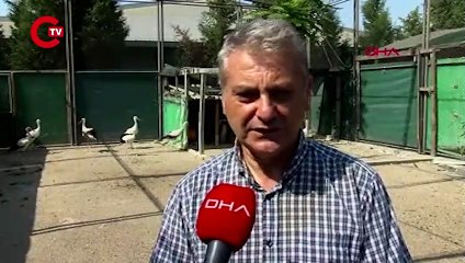 İstanbul'da göç yolculuğundaki leylek 'silahla' vuruldu: Durumu kritik