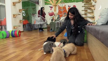 مقهى للقطط في غزة لمساعدة السكان على مواجهة ضغوط الحياة