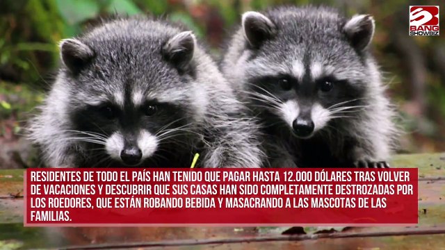 Mapaches borrachos causan matanzas en Alemania