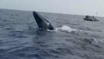 Watch: Distressed whale tangled in ropes saved by tourist boat staff off Fuerteventura