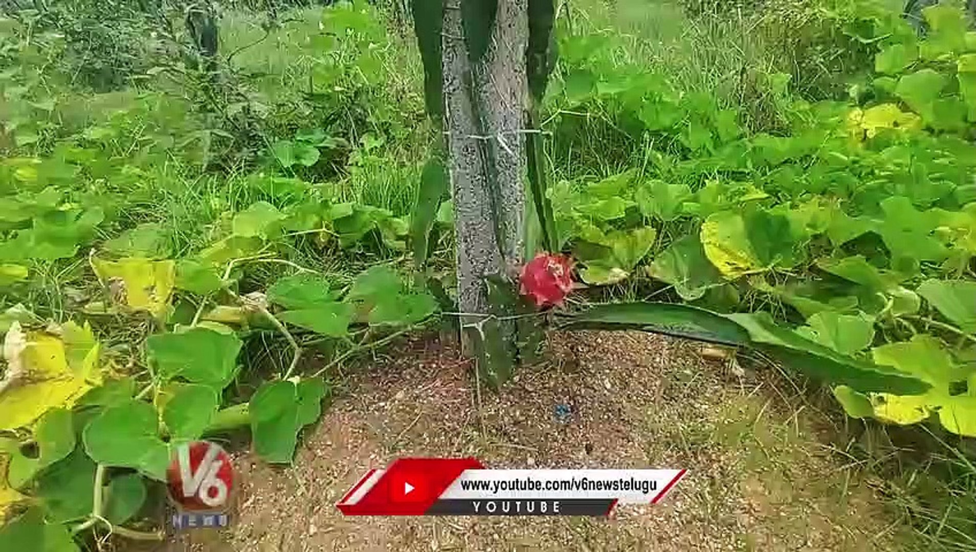 Dragon Fruit Cultivation | Dragon Fruit Health Benefits | Karimnagar | V6 News