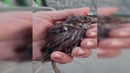 Sıcaktan bitkin düşen serçeye vatandaş şefkati