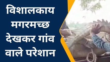 फर्रुखाबाद: गांव में विशाल मगरमच्छ घुसने से मचा हड़कंप, देखें कैसे पकड़ा गया
