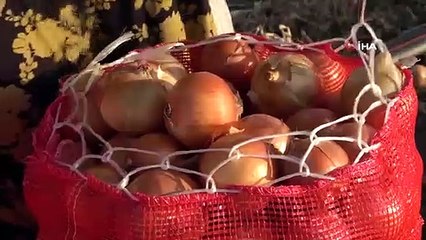 Amasya'da Soğan Fiyatları Düştü