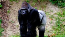 Gorilla, Amazing Facts Of Gorillas