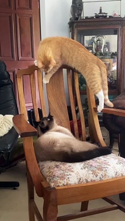A Feline Faceoff