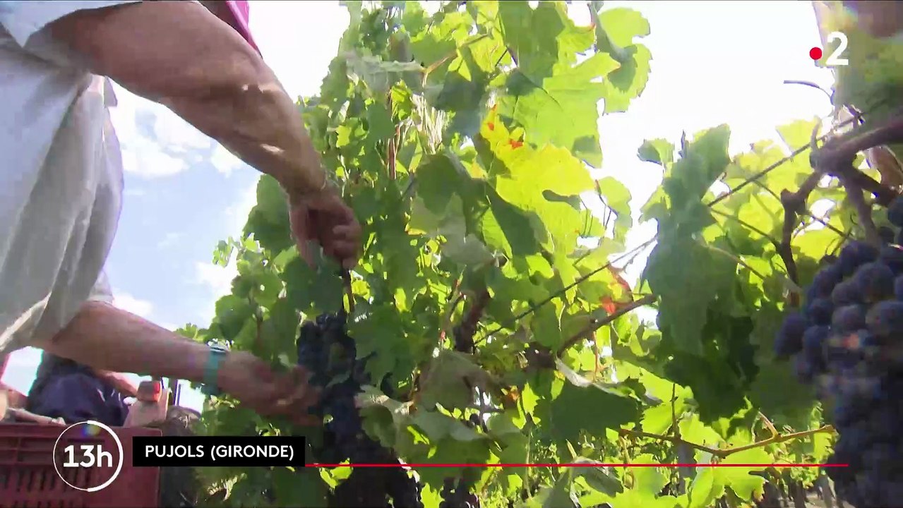 Les premiers coups de sécateurs ont été donnés cette semaine par les vignerons bordelais, qui abordent les vendanges 2023 en plein "désarroi", entre surproduction et intense épisode de mildiou - Regardez