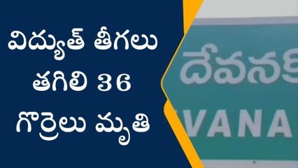 కర్నూలు జిల్లా: విద్యుత్ షాక్.. గాల్లో కలిసిపోయిన మూగజీవాలు