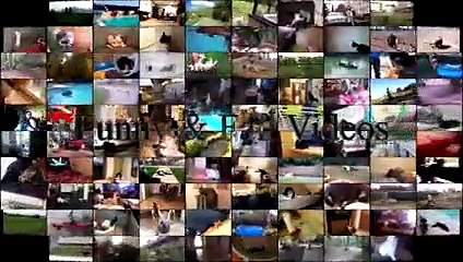 Funny Animals Get Their Revenge Part 6 - Animals vs People