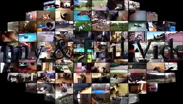 Cats Vs Water Part 5 - Cats Falling In Water - Funny Cats 2017 - Cats Hate Water