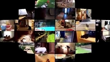 Animals vs People - Funny Animals Get Their Revenge Part 8